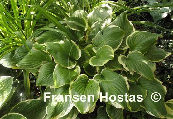 Hosta Miss Saigon